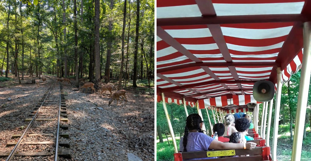 This Oklahoma train ride travels through a forest that feels almost magical