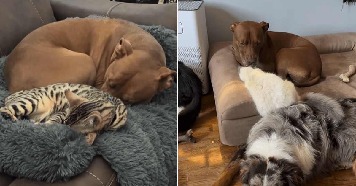 Pit bull can't stop caring for the cats in adorable video