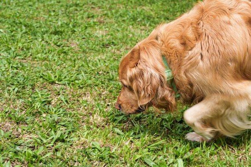 Image showcasing Vet explains 4 reasons your dog eats grass and when to be worried