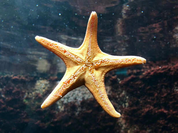4 slowest animals in the world you’ll never see in a hurry
