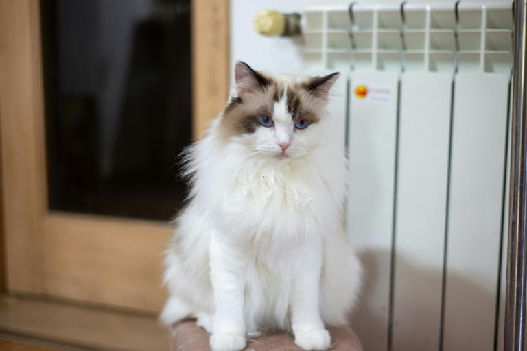 top-cats-2026-here-are-the-world-s-12-most-popular-breeds-of-adorable
