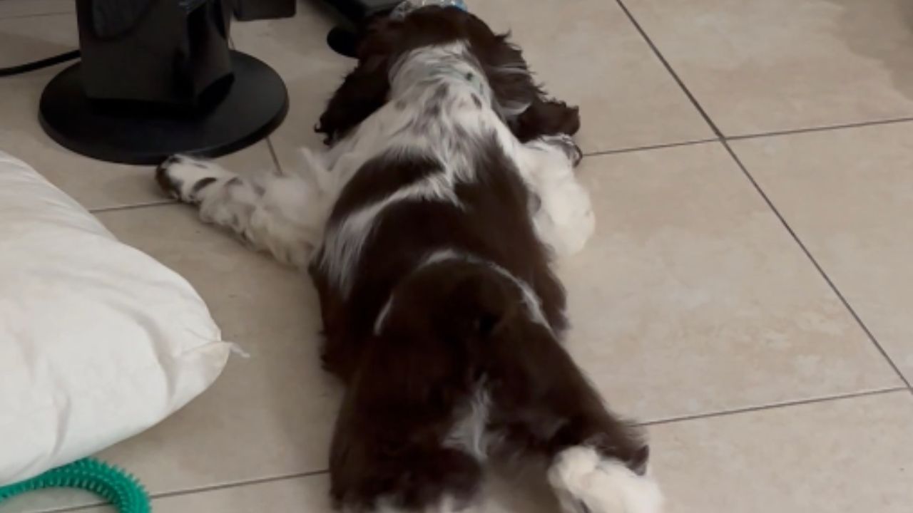 Cocker spaniel barks while sliding its legs in and out on the floor