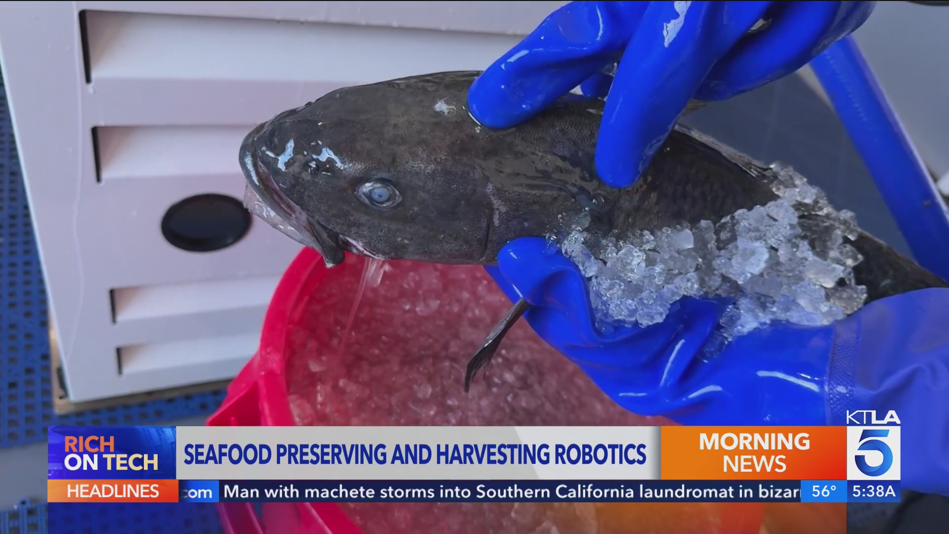 Fish that tastes better thanks to robots - Rich on Tech