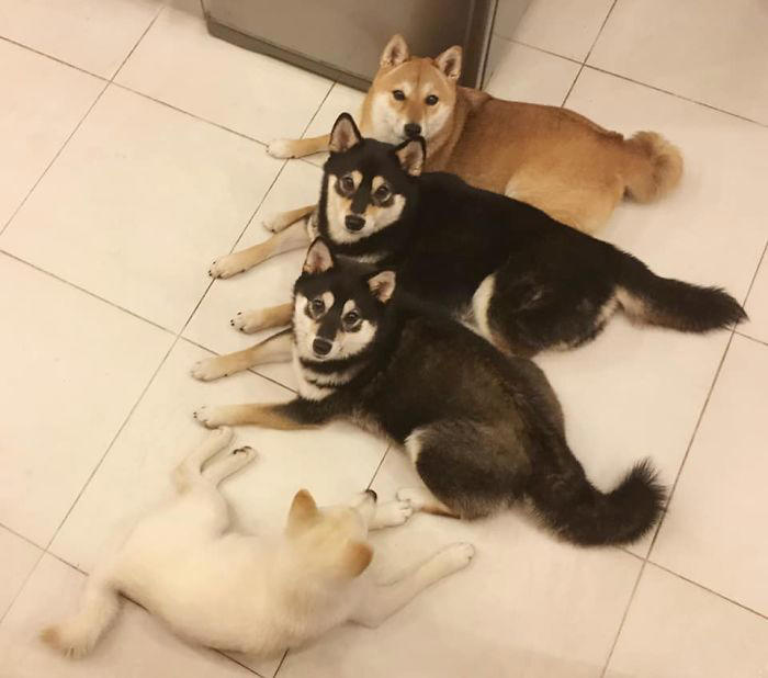 We all have this friend: Shiba Inu goes viral for constantly ruining ...