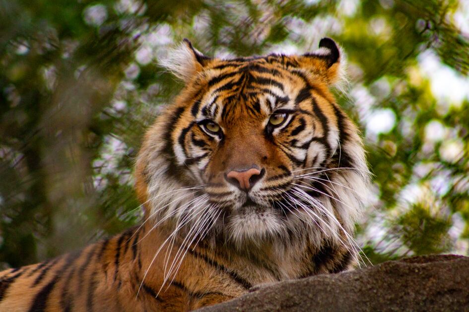 Sumatran tiger at Mesker Park Zoo dies at 3 years old
