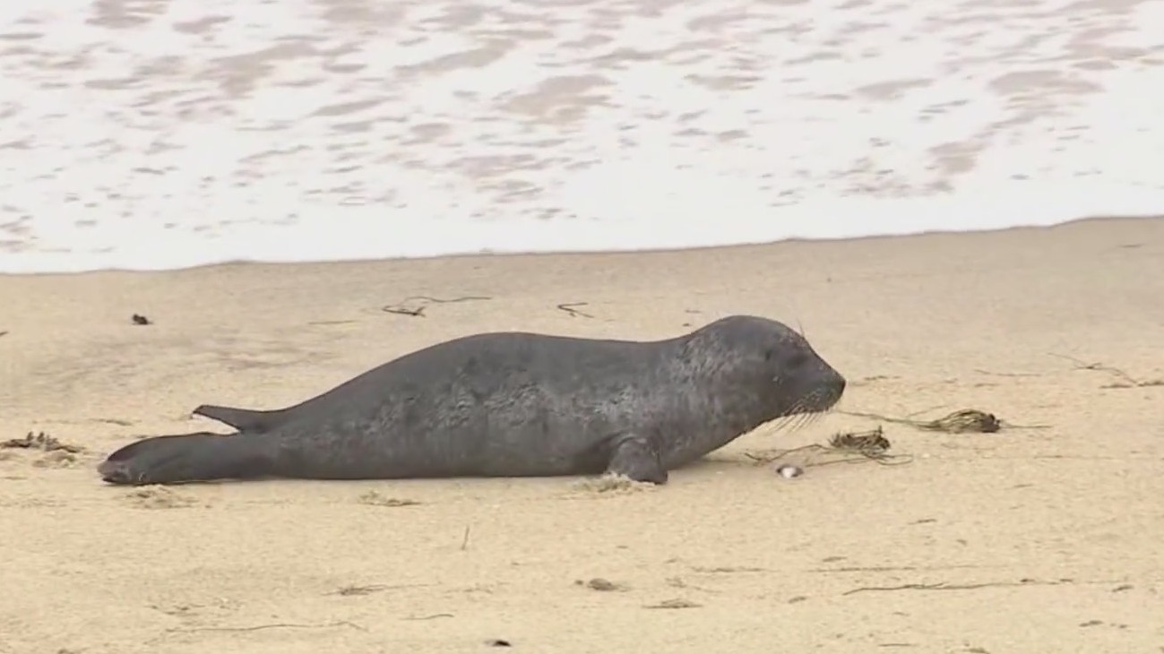 First seal pup of the season born in La Jolla