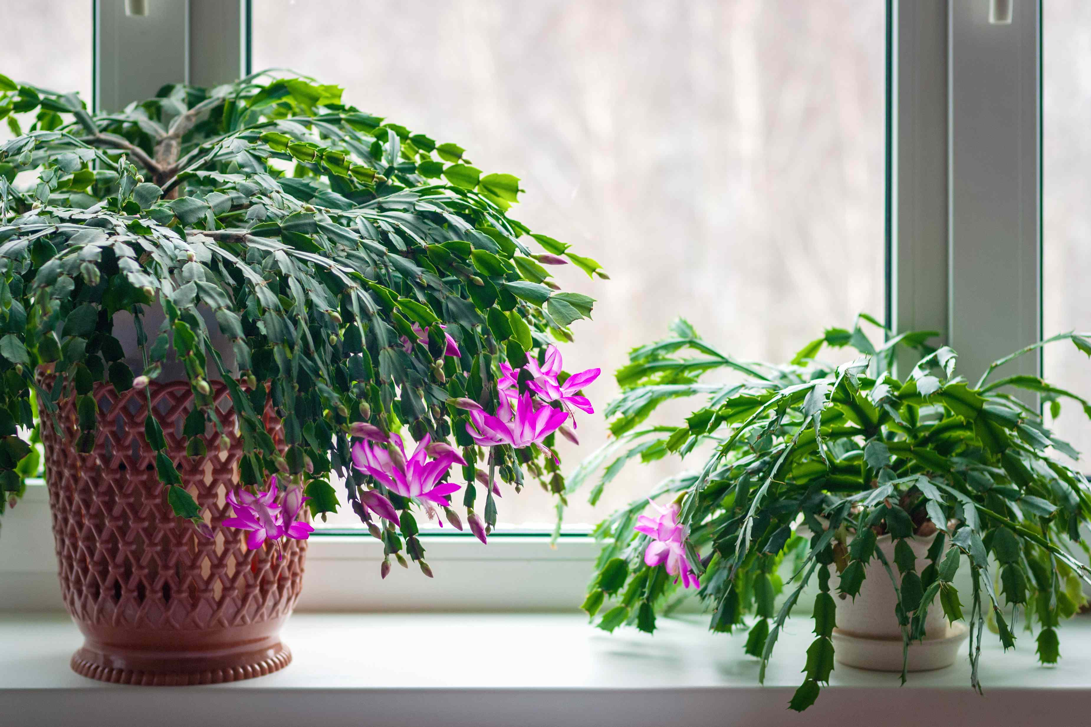 Don't do this one thing to your holiday cactus in January—you could ruin it