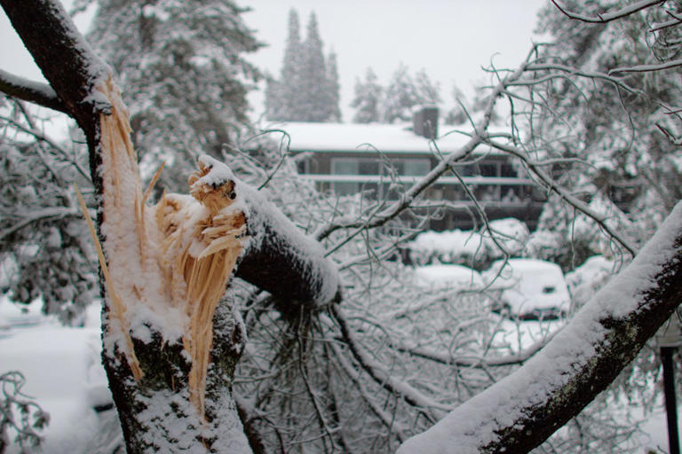Meteorologists warn of 'exploding trees' as brutal cold snap expected ...