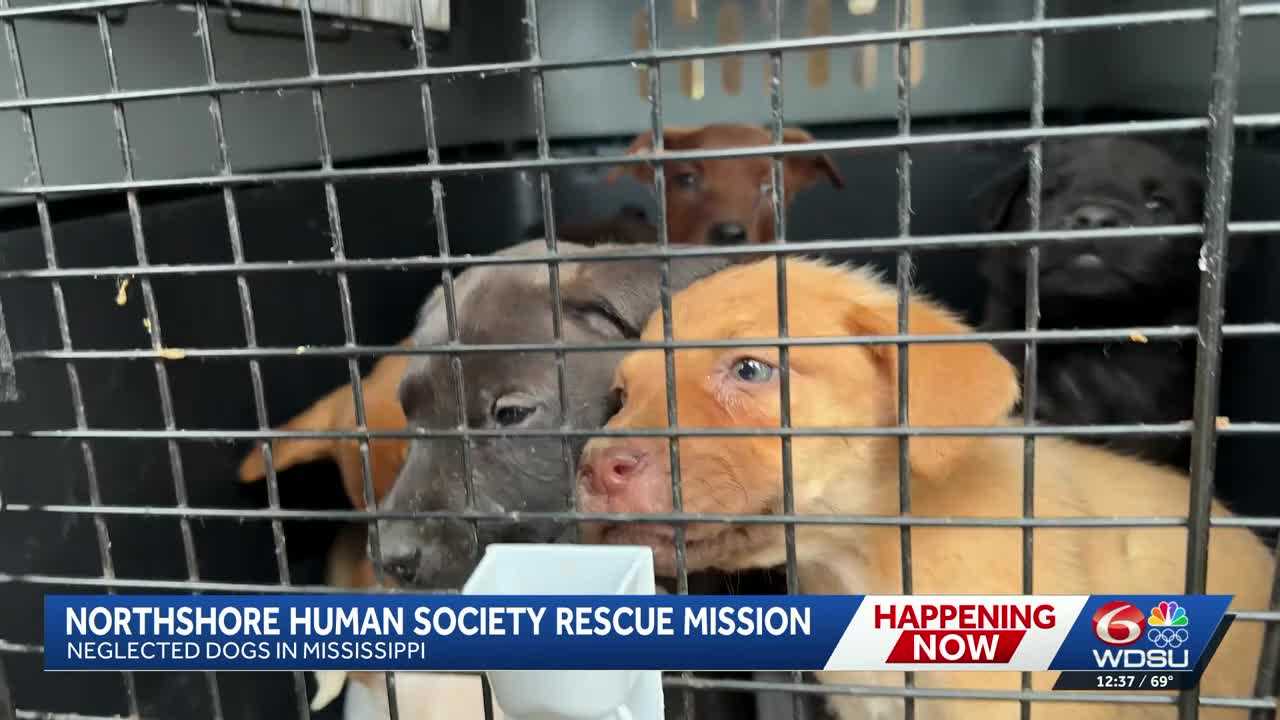 Rescuers race to save more than 200 dogs left to suffer on rural Tupelo ...