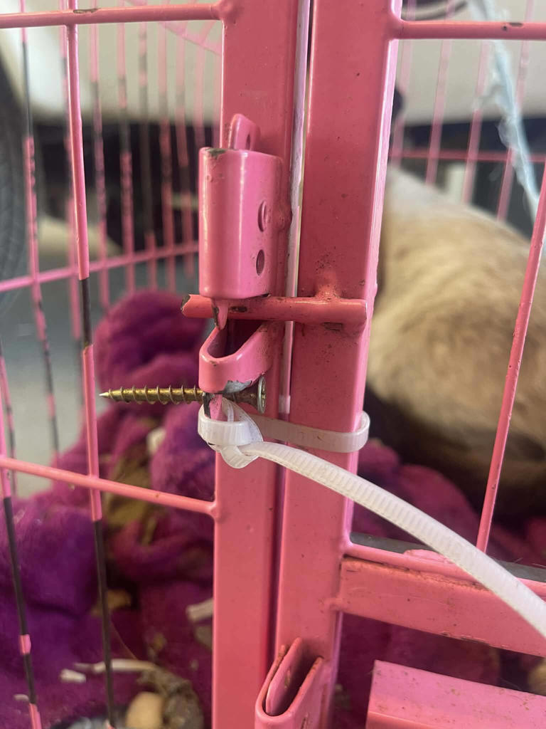 Dog leads his mom to a crate in the woods — and saves four lives