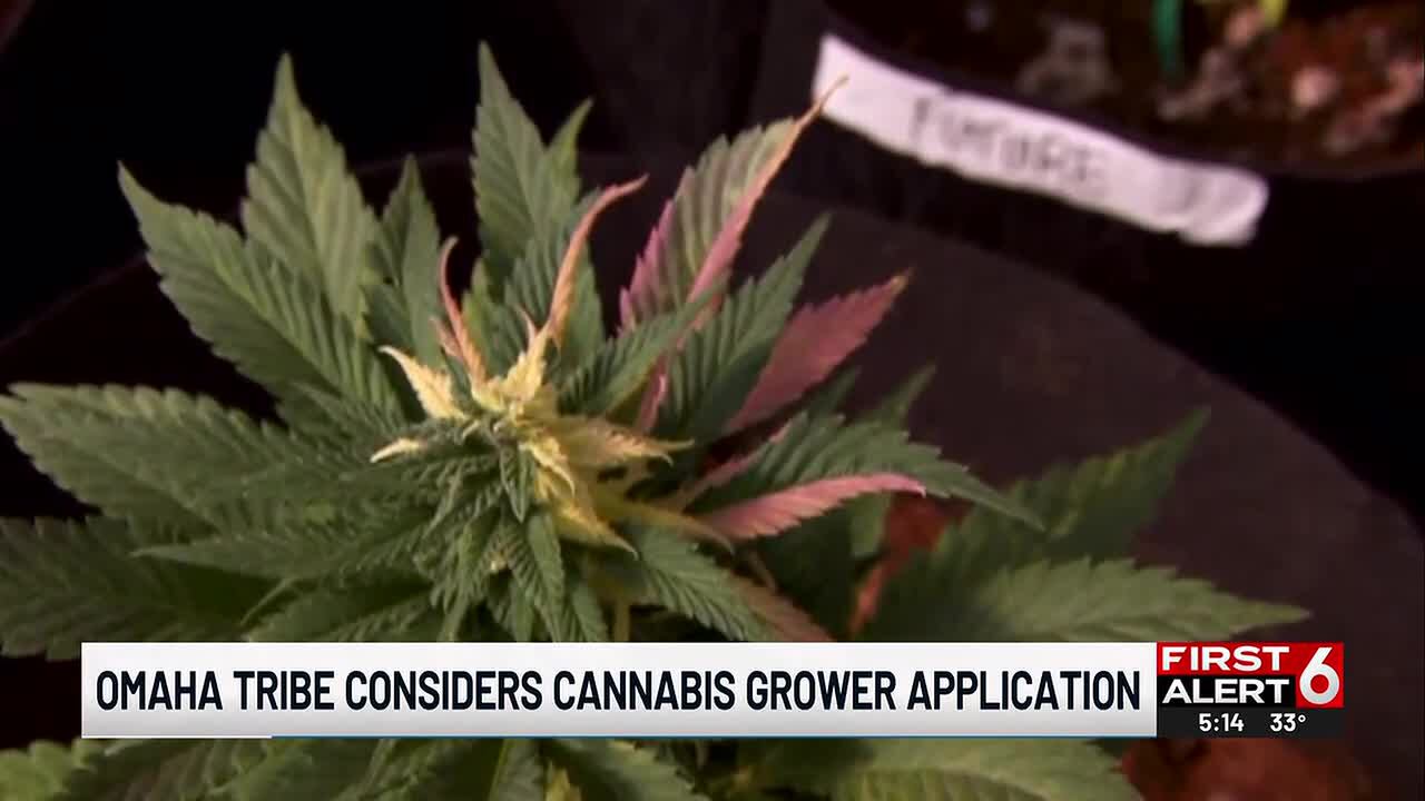 Omaha Tribe hears first cannabis cultivator application