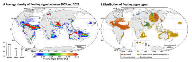 Global seaweed blooms have scientists warning of a ‘regime shift’ in ...