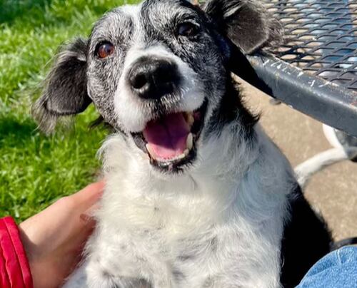 Leigh’s lost and found digital extra: Senior dog goes missing in ...