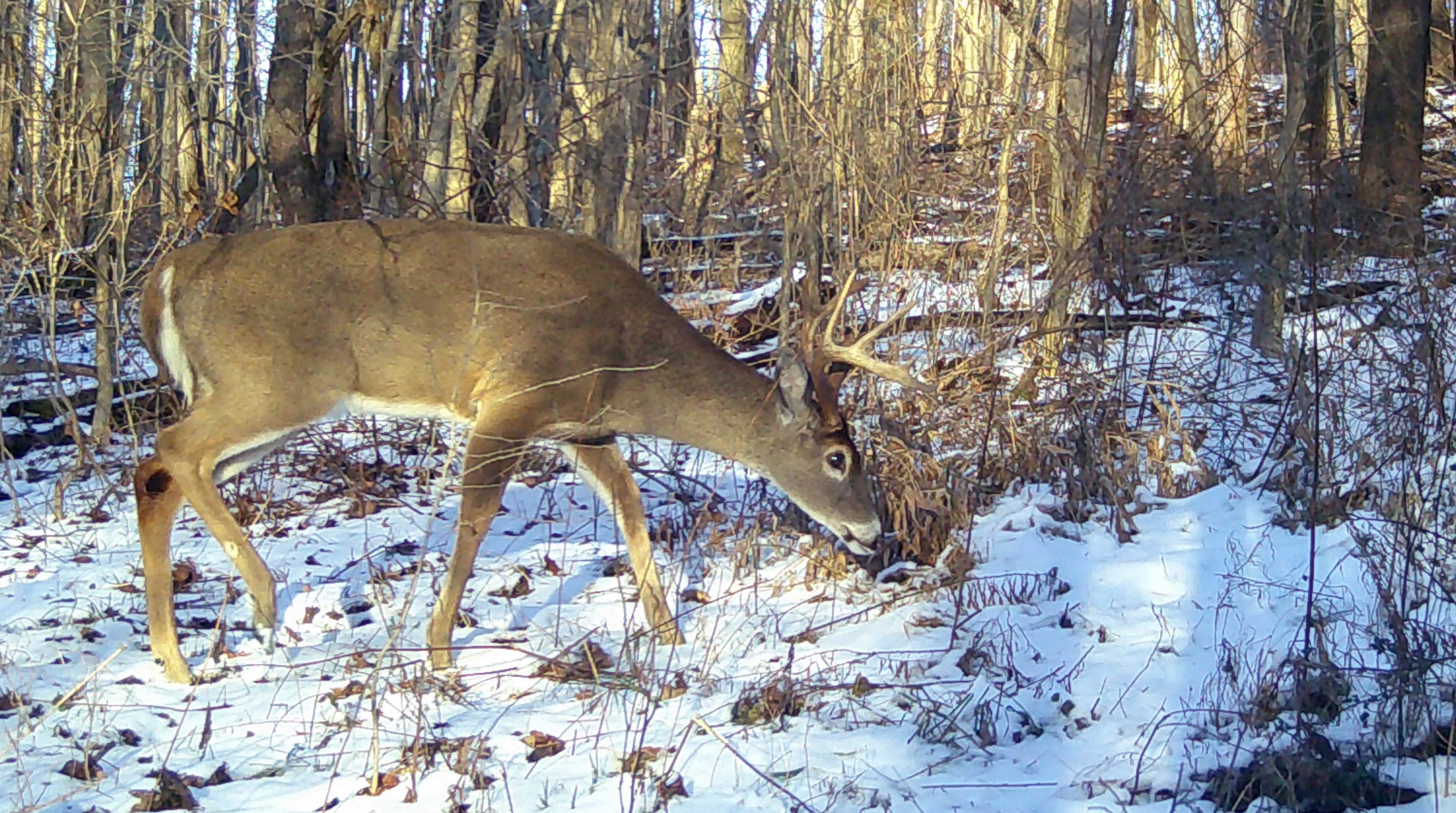 Changes coming to deer hunting in CWD areas, how to apply for elk tag