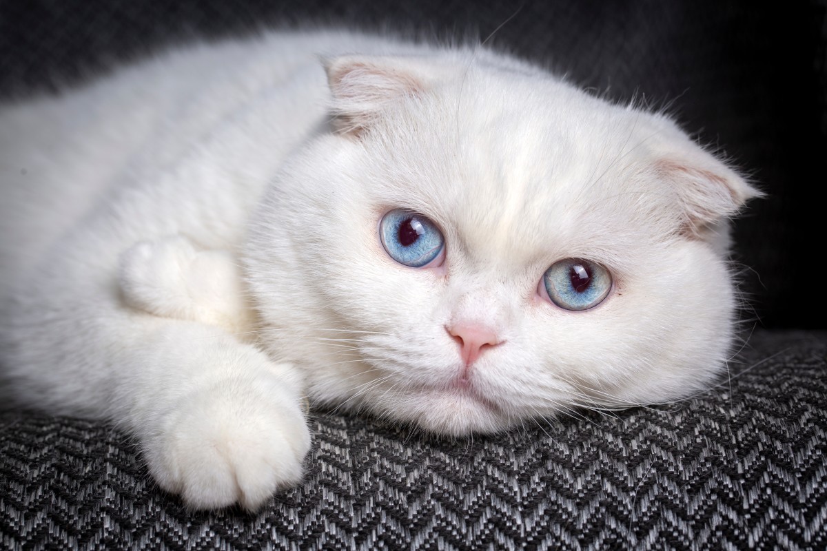 Is your cat happy? A simple fur check might hold the key