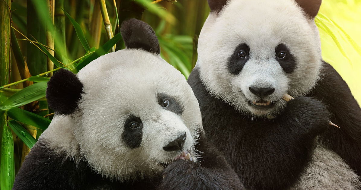 Satirical gay pandas post lands two men in detention