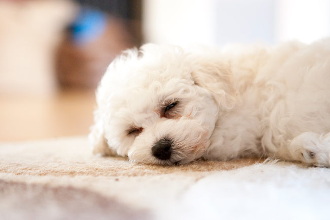 These hypoallergenic dog breeds won’t trigger your allergies