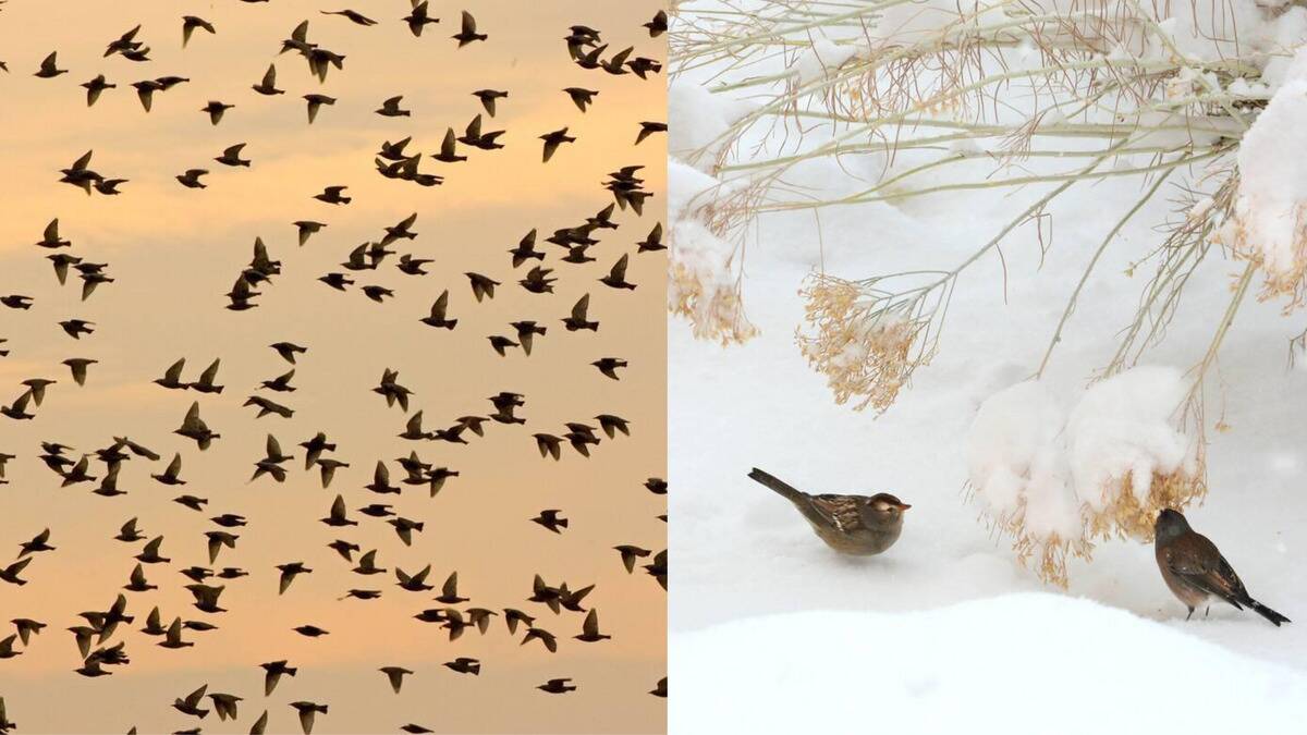 How birds navigate during migration
