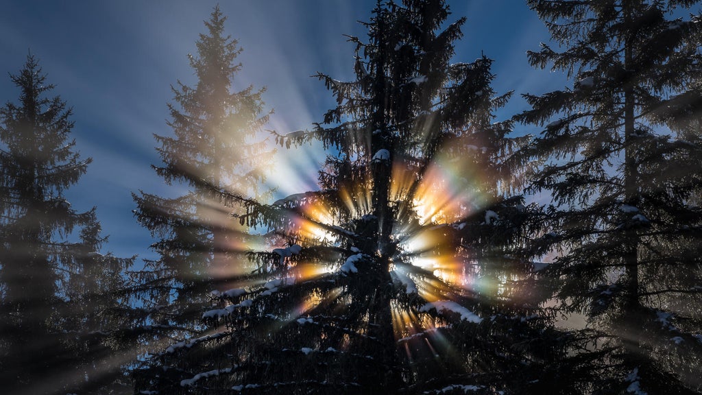 Are Minnesota's trees in danger of "exploding" in impending cold snap ...