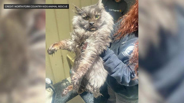 Over 100 cats rescued from deplorable conditions at Long Island home
