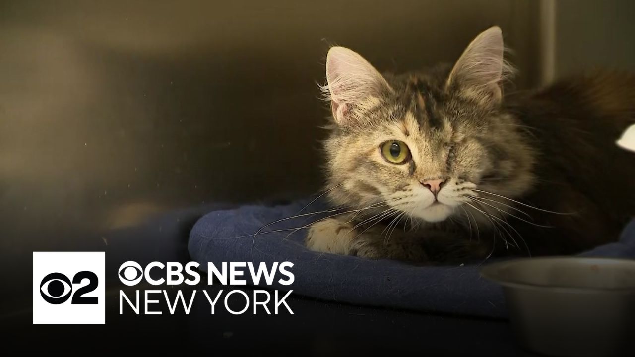 Over 100 cats rescued from deplorable conditions at Long Island home