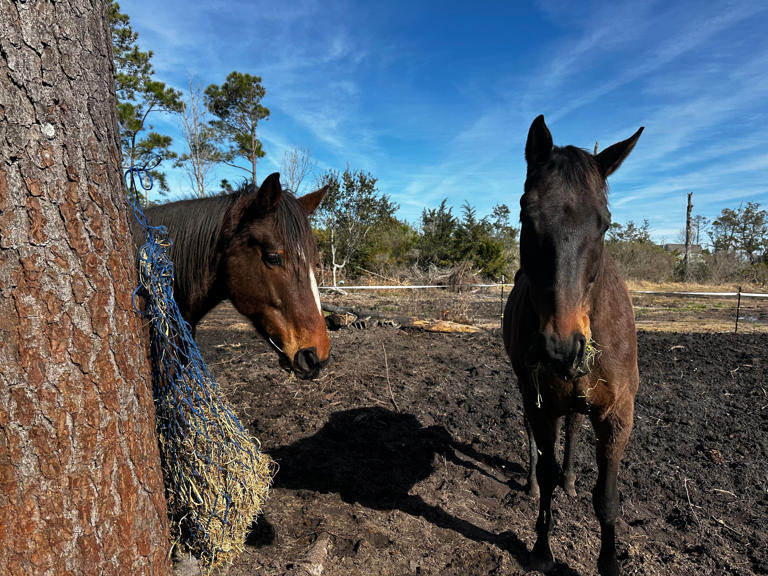 Owner speaks out after neighbor charged with abusing Carteret County horse