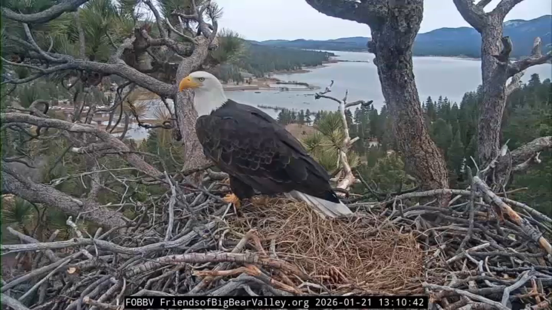 Could eaglets be on the way? Jackie and Shadow's nest behavior shows ...