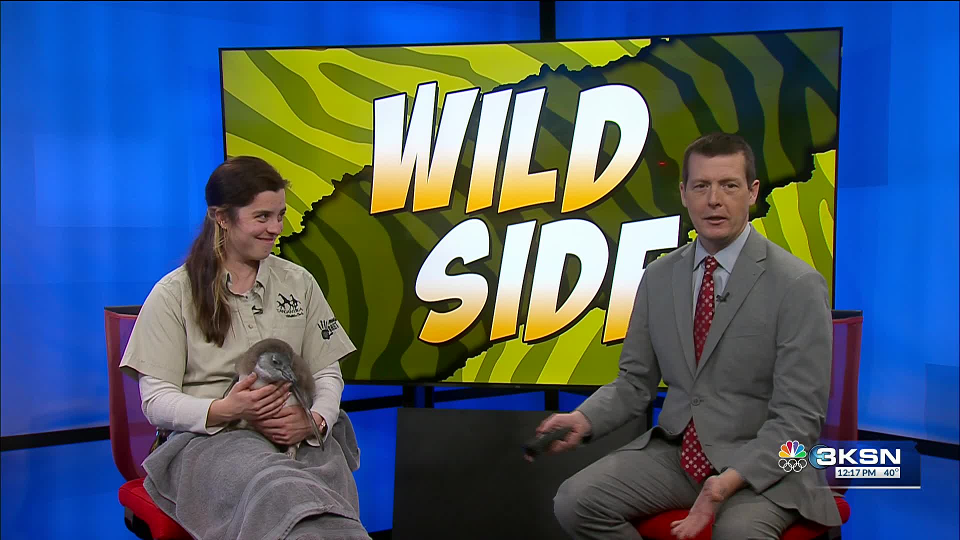 Wild side: Tanganyika shows off a 2-month-old African penguin chick