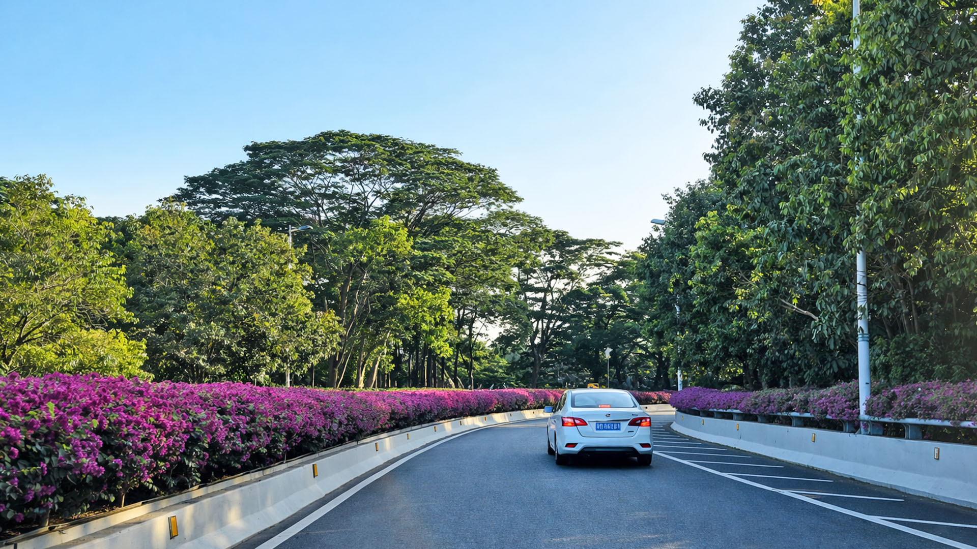 Purple flowers decorate Shenzhen street