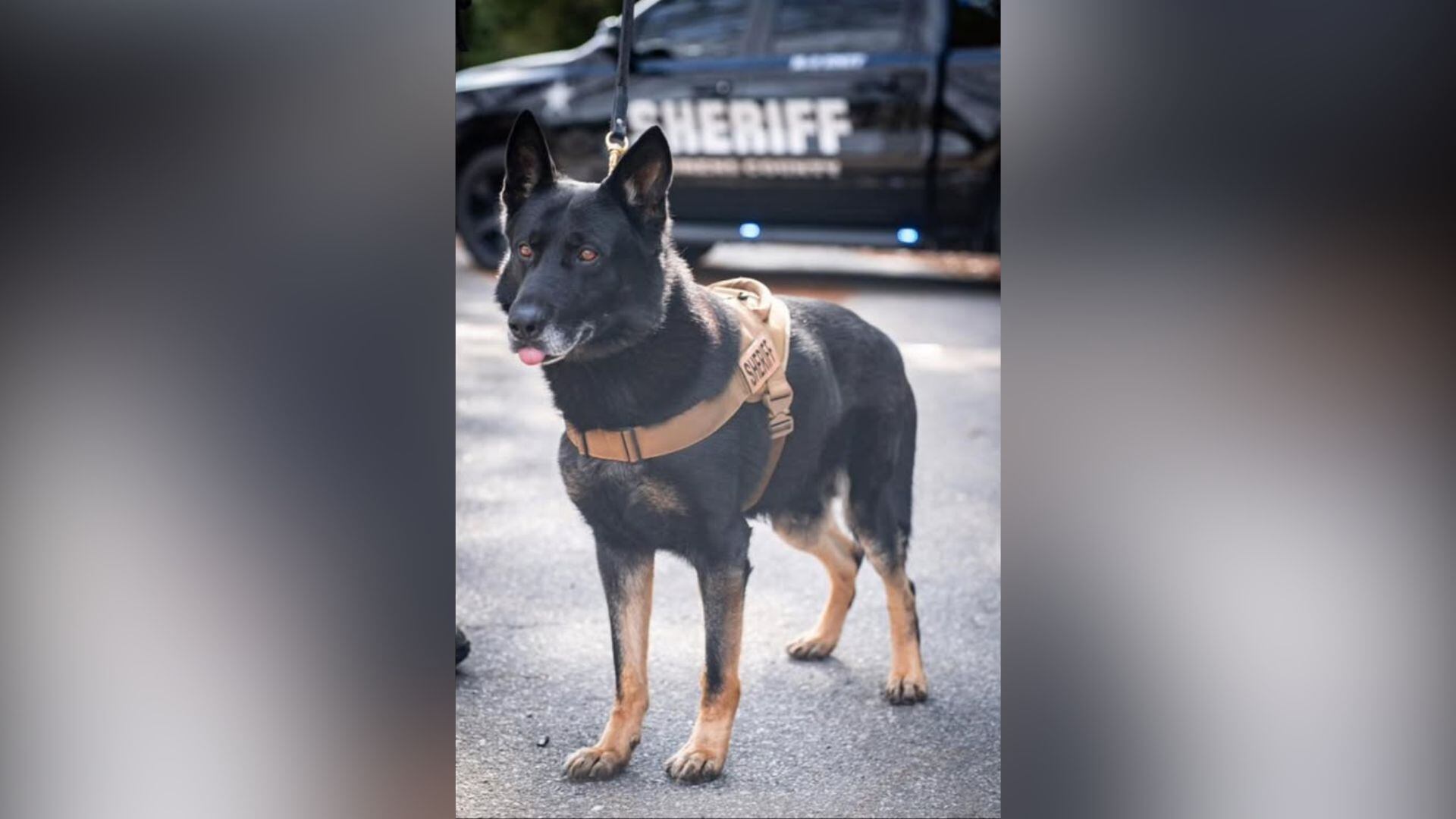 Laurens County Sheriff’s Office mourns retired K-9’s death