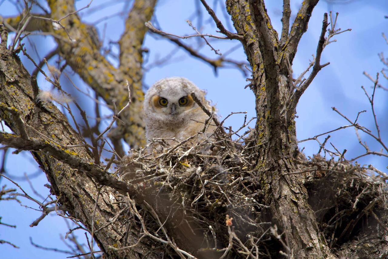 Winnipeg retains bird-friendly development requirement after ...