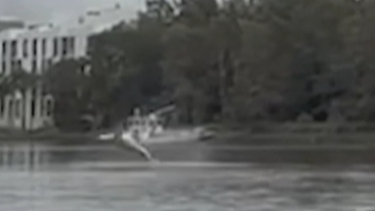 It's believed it might be a bull shark.
