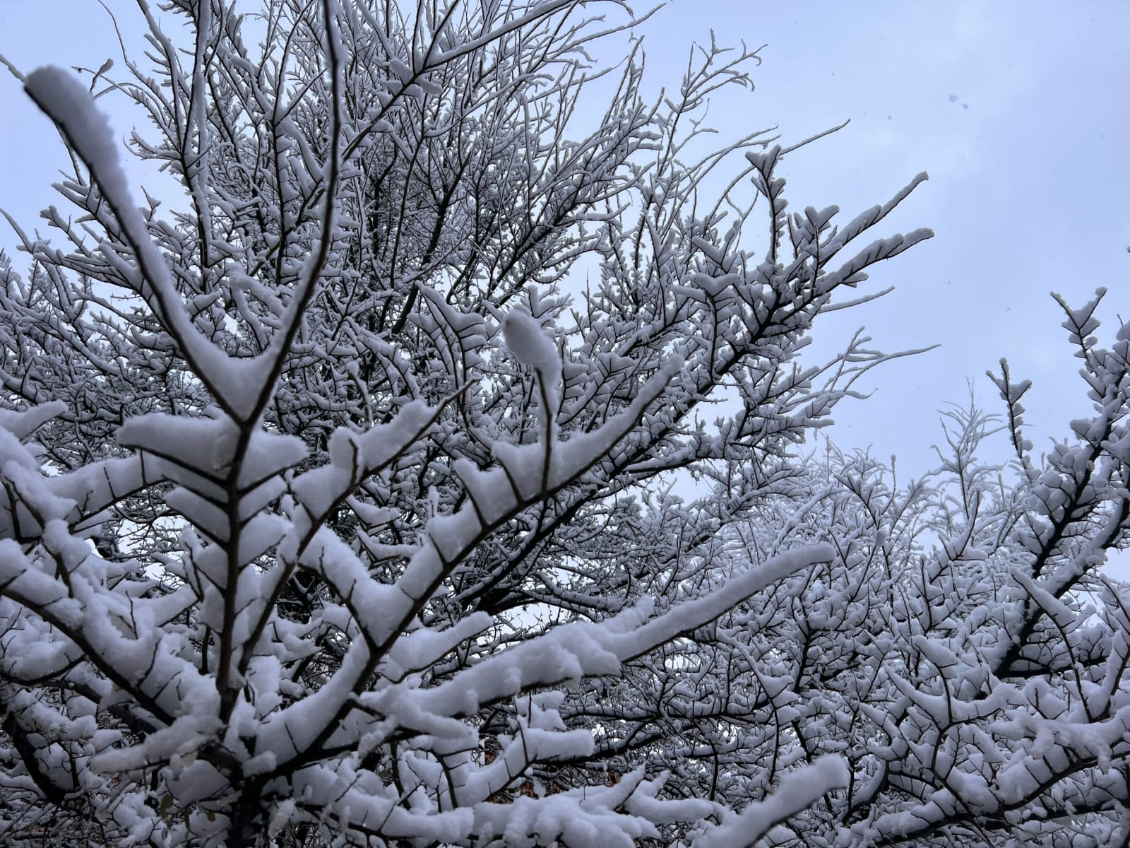 Exploding trees trend grows as extreme cold raises winter risk concerns ...