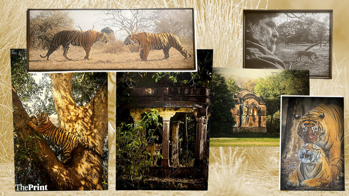 The story of Ranthambore’s 50 iconic years and the 'Tiger Man of India'