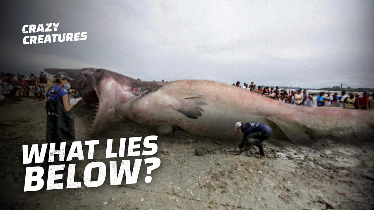 The deepest waters on Earth are home to predators built to kill silently