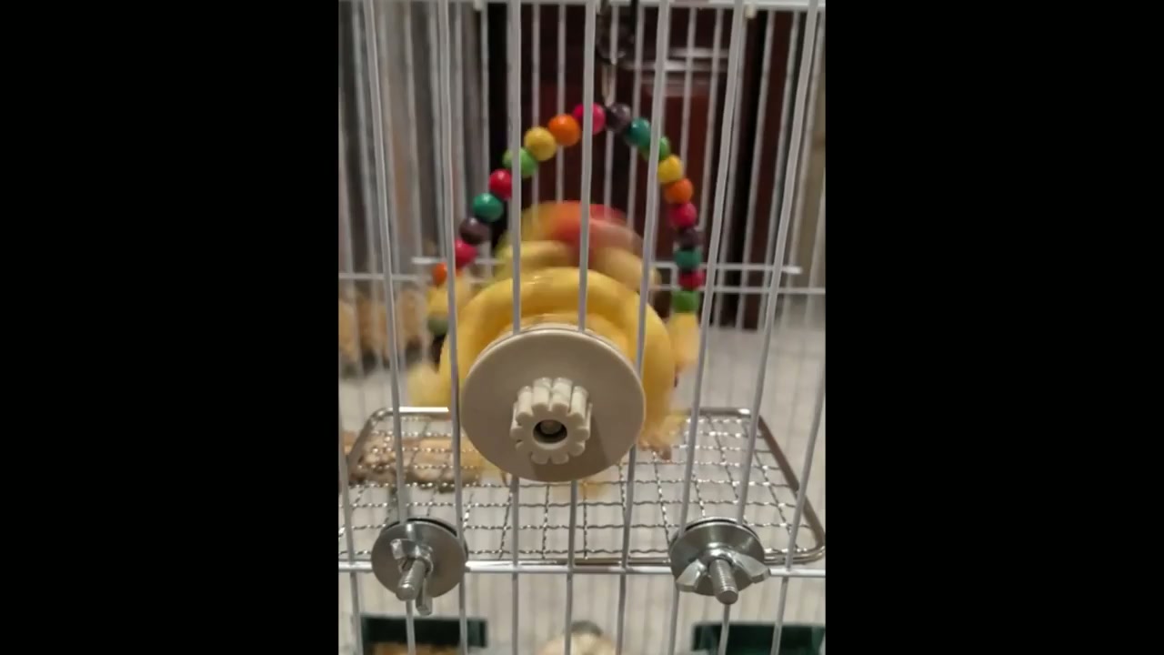 Illustration of Parrot Wheel Attachment For Cage
