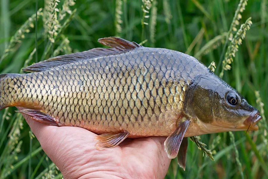 Loại cá quen thuộc giàu omega-3, cực tốt cho tim mạch