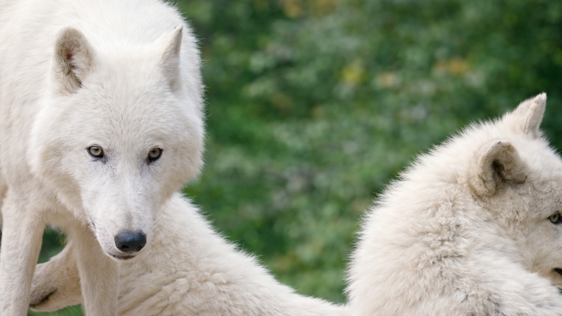 Ik had niet verwacht zo dicht bij een witte wolf te komen