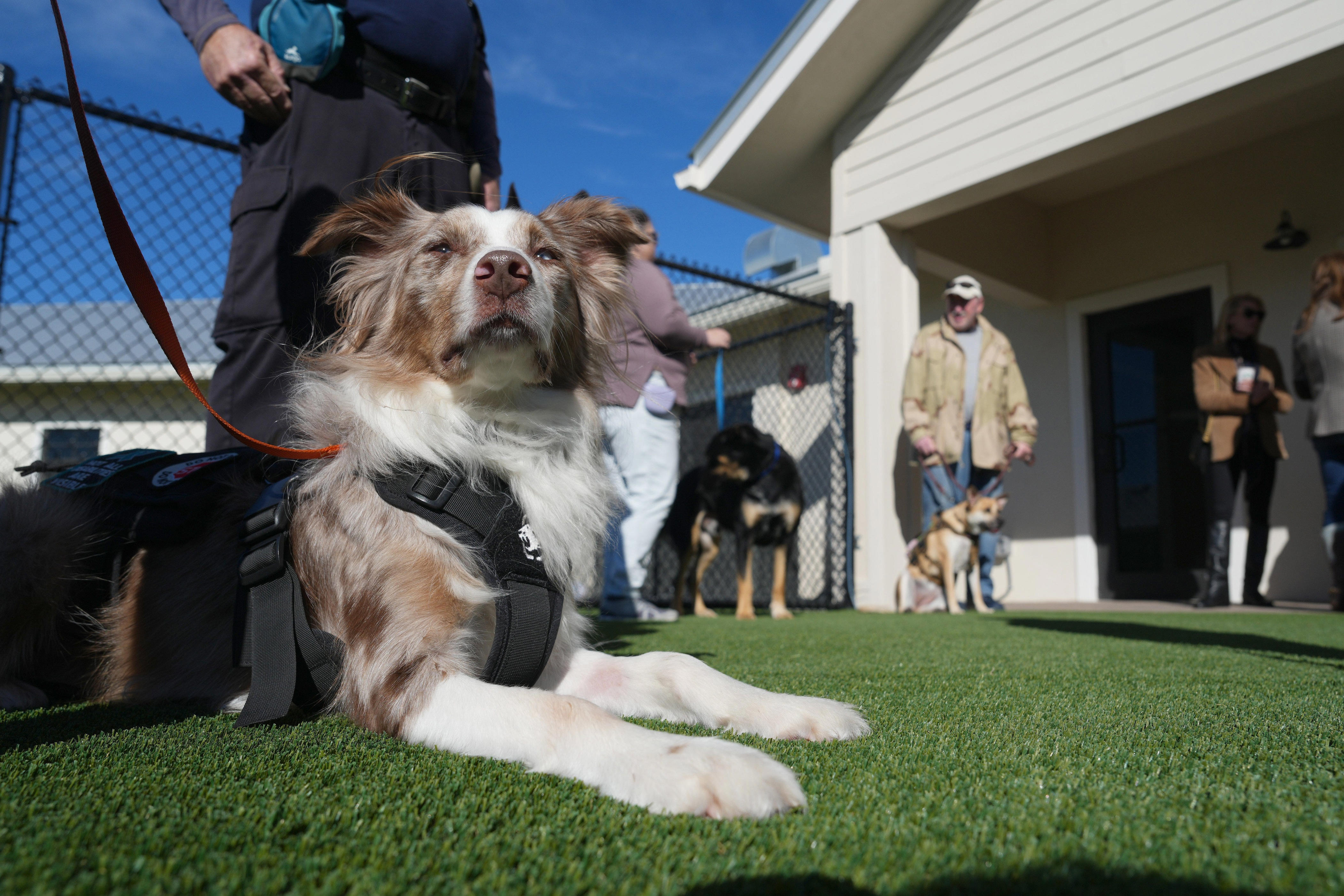 Big Dog Ranch Rescue opens new $4 million pet lodge for veterans' dogs