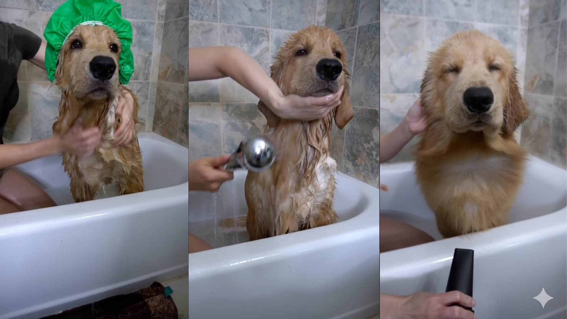 Step by step dog bathing without drama