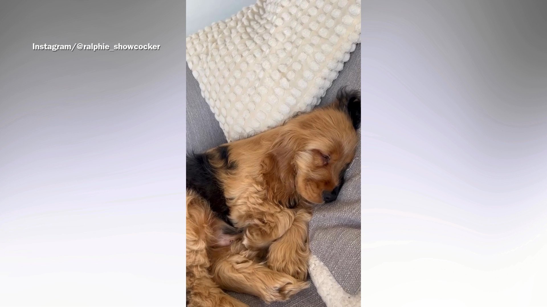 Cocker spaniel born with rare birthmark goes viral: 