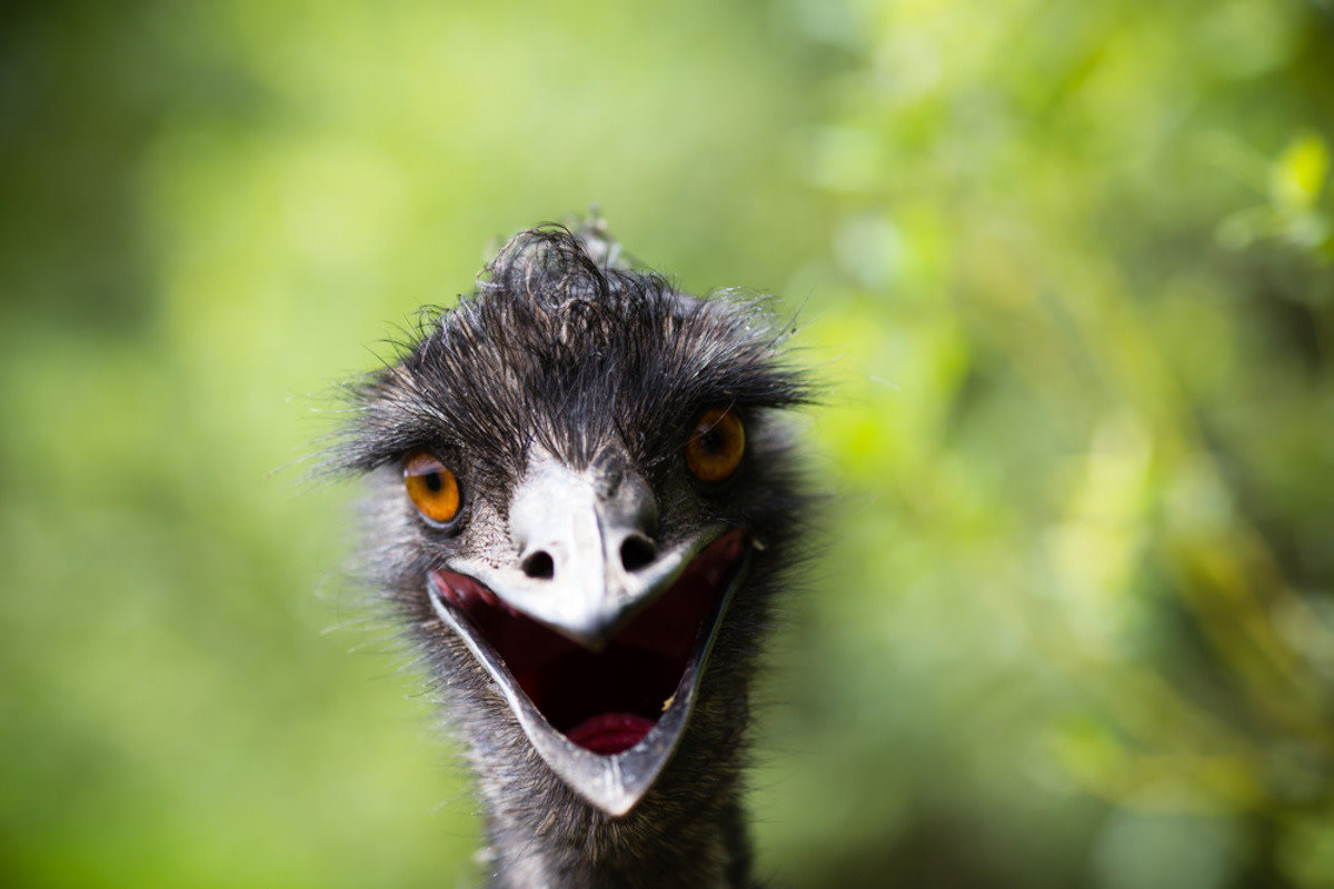 Baby horse trying to befriend an emu doesn’t go as planned