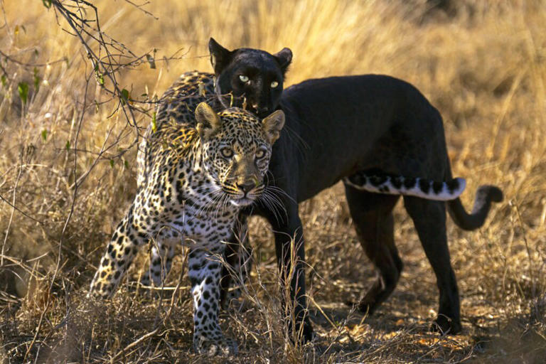 British wildlife photographer captures stunning images of rare black ...