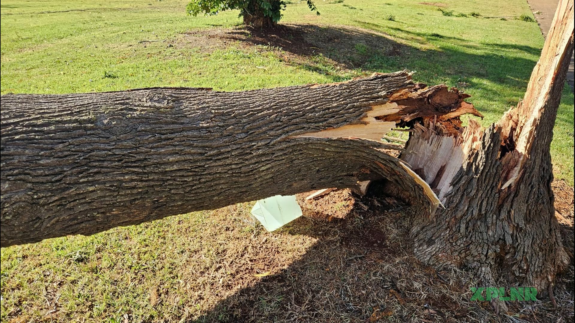 Do trees actually explode in the cold?