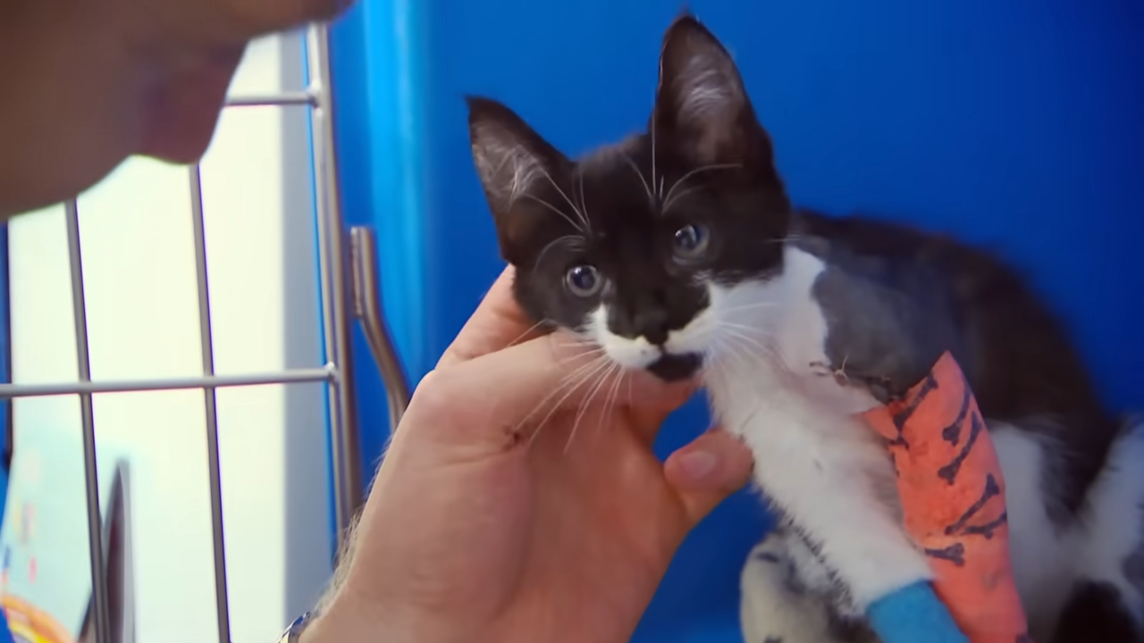 A rescue that turned into a family: The story of little Cricket