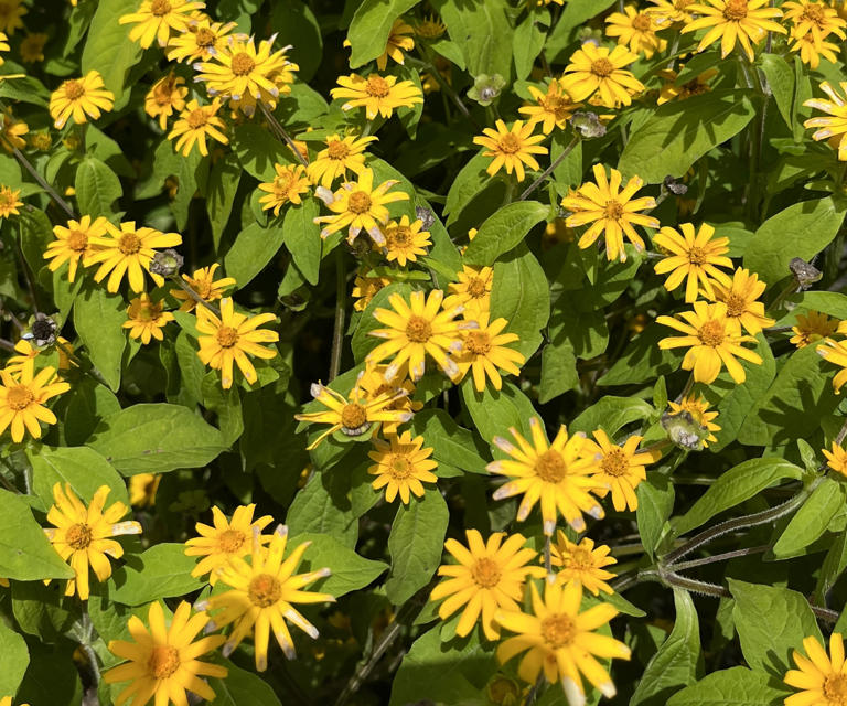 7 groundcovers you'll regret planting in five years – and the safer ...