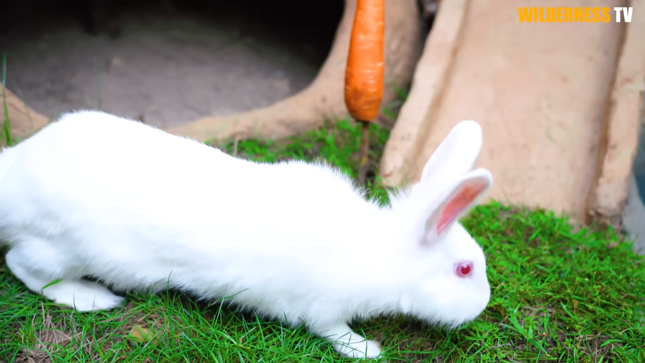 The dog was weak, the rabbit shaking, the turtle barely moving