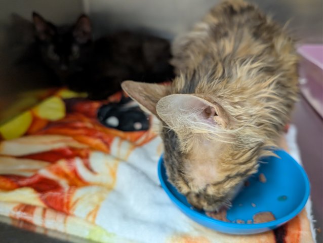 Nassau County SPCA offering cash reward after 6 cats found dumped in ...