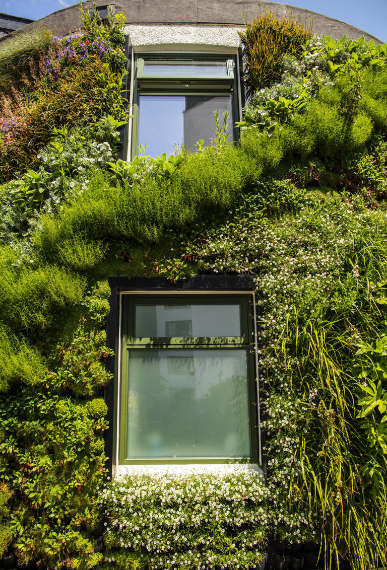 Living walls boost biodiversity by providing safe spaces for urban wildlife