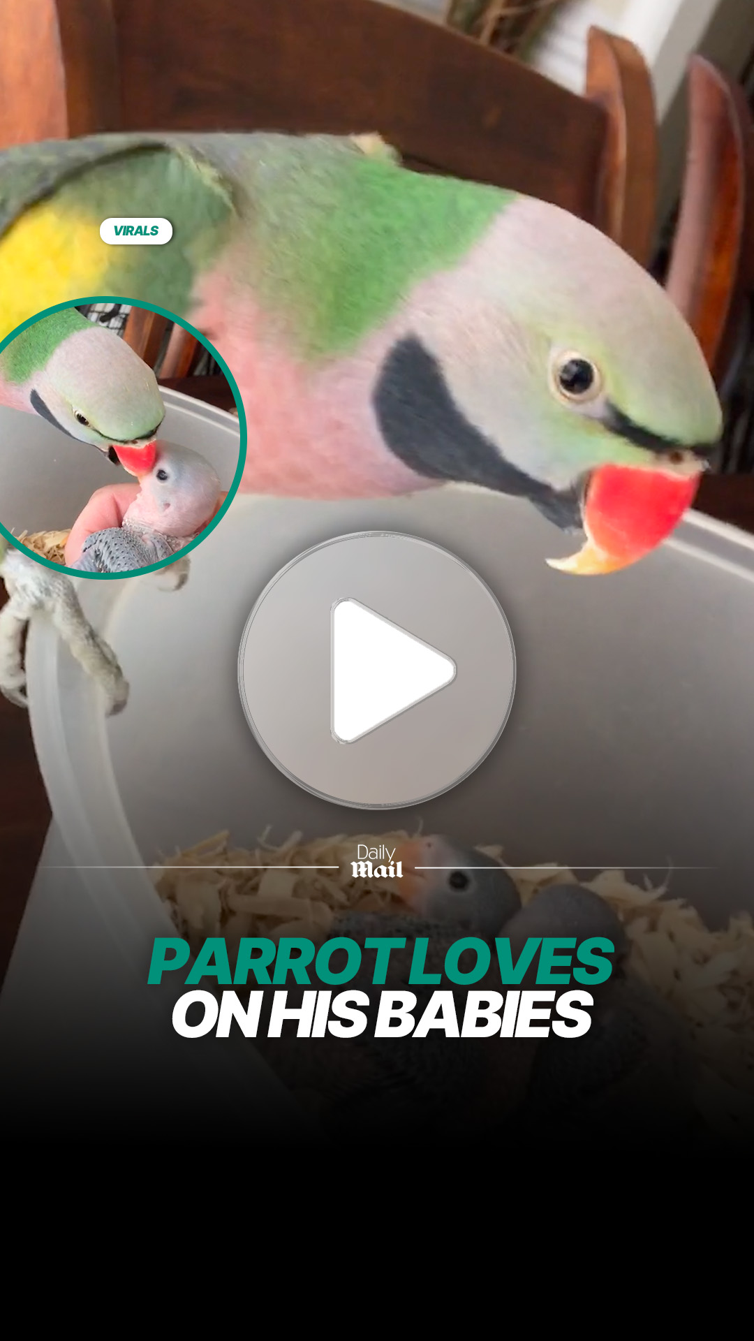 Parrot gently showers his chicks with morning kisses